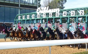 14 Derby hopefuls will head to the gate in Saturday's Rebel (G2) Stakes at Oaklawn Park. (photo credit: Oaklawn Park)