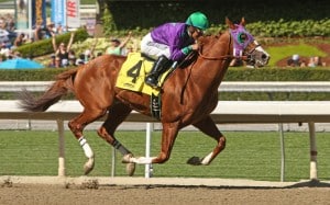 California Chrome is the heavy favorite for the Breeders' Cup Classic (Photo credit: © Cheryl Quigley | Dreamstime.com)