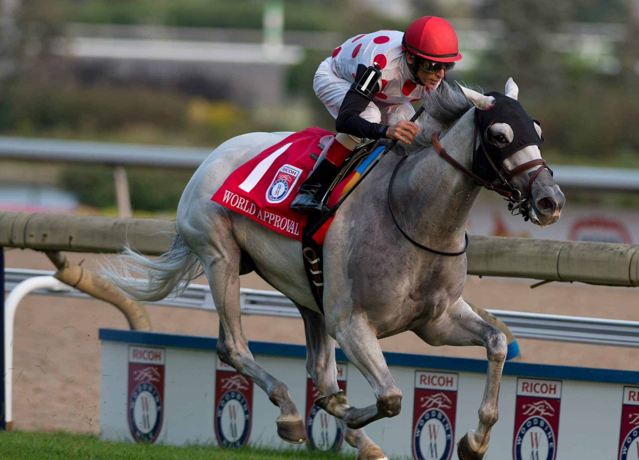 World Approval Breeders’ Cup Bound After Woodbine Mile Victory