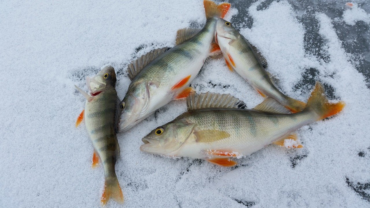 4 Must-Have Items for Winter Angling