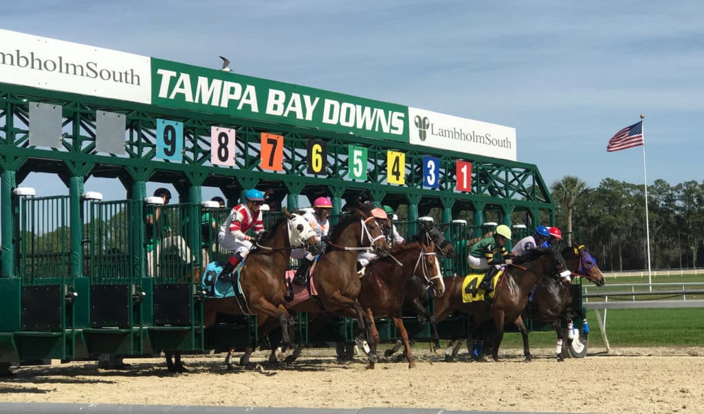 Classic Causeway Heads Field in Tampa Bay Derby Horse Racing Reports